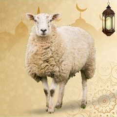 Sheep (26 – 34 kg)